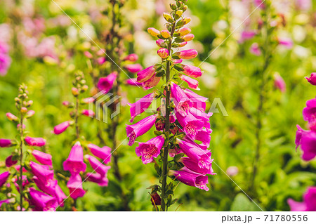 Campanula glomerata, known by the common names clustered bellflower or Dane's blood Campanula glomerata, known by the common names clustered bellflower or Dane's blood 71780556