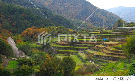 秋の小豆島中山千枚田1の写真素材