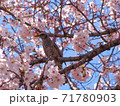 満開の桜の中で鳴くヒヨドリ 71780903
