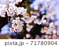 満開に咲いた名古屋鶴舞公園の桜 71780904