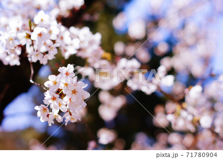 満開に咲いた名古屋鶴舞公園の桜 71780904
