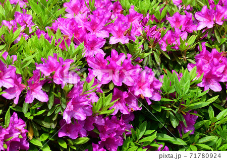 新緑の季節のツツジの密集した複数のピンク色の花と黄緑色の葉を撮影した写真の写真素材