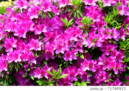 新緑の季節のツツジの密集した複数のピンク色の花と黄緑色の葉を撮影した写真の写真素材
