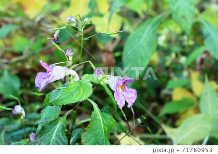 もうじき花の季節が終わる ツリフネソウ(釣船草) もうじき花の季節が終わる ツリフネソウ(釣船草) 71780953