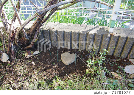 猫のお墓　7 71781077