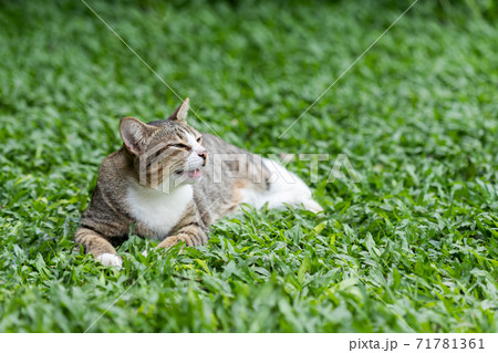 The cat is lying and resting. In the green lawn in the summer The cat is lying and resting. In the green lawn in the summer 71781361
