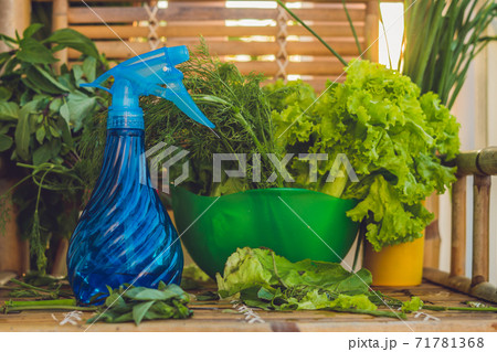 A variety of fresh organic herbs on an old wooden background 71781368