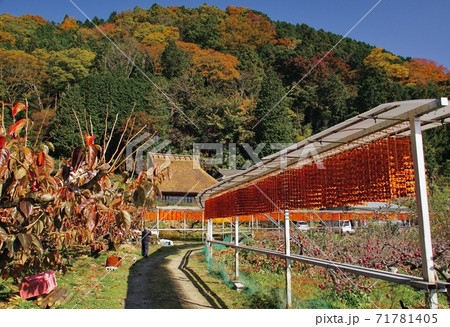 串柿の里 和歌山県伊都郡かつらぎ町四郷 串柿の里 和歌山県伊都郡かつらぎ町四郷 71781405