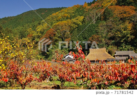 串柿の里　和歌山県伊都郡かつらぎ町四郷 71781542