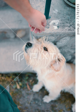 Large beige dog pulls its muzzle towards a human hand. Large beige dog pulls its muzzle towards a human hand. 71781543