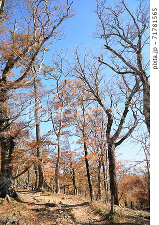 大蛇グラ近く　黄葉広葉樹 71781565