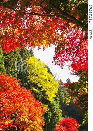 山村の紅葉 和歌山県伊都郡かつらぎ町 串柿の里 四郷 山村の紅葉 和歌山県伊都郡かつらぎ町 串柿の里 四郷 71781709