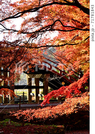 丹生都比売神社 太鼓橋の紅葉 丹生都比売神社 太鼓橋の紅葉 71781843