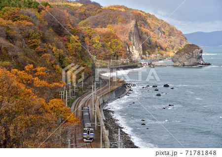 紅葉の張碓海岸を走る列車 71781848