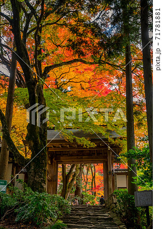 紅葉の有馬温泉　瑞宝寺公園 71781881