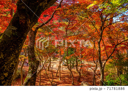紅葉の有馬温泉 瑞宝寺公園 紅葉の有馬温泉 瑞宝寺公園 71781886