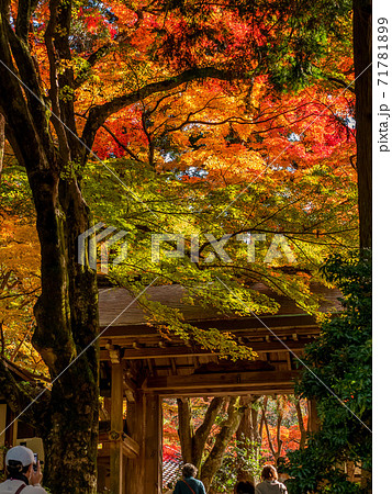 紅葉の有馬温泉　瑞宝寺公園 71781899
