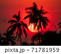 The sun goes down behind the trees 71781959