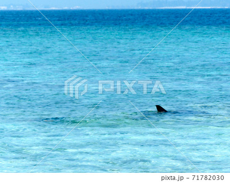 浅瀬に入ってきたサメ 浅瀬に入ってきたサメ 71782030