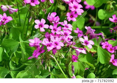 新緑の季節のイモカタバミの密集した複数の赤紫色の花を撮影した写真 新緑の季節のイモカタバミの密集した複数の赤紫色の花を撮影した写真 71782092
