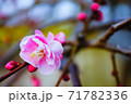 愛知県名古屋市天白区にある名古屋市農業センターの梅の花 71782336
