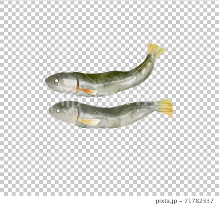 水彩畫乾沙丁魚的插圖 71782337