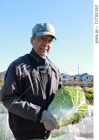 白菜を収穫するシニア男性 71782392
