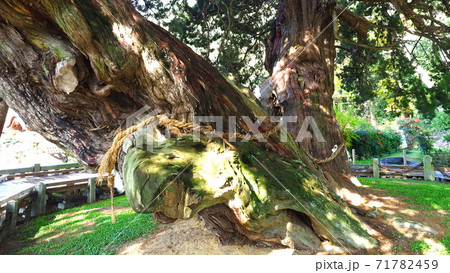 宝生院のシンパク11 宝生院のシンパク11 71782459