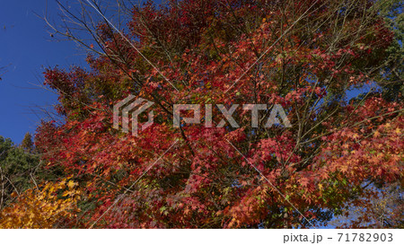 東山動植物園 風景 動物 東山動植物園 風景 動物 71782903
