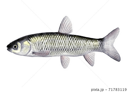 ソウギョ ソウギョ 71783119
