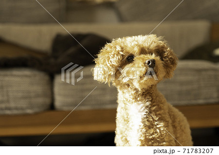 リビングで見上げるトイプードル 71783207