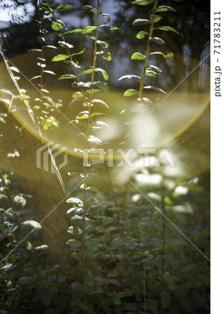 Plants in the sun - Stock Photo [71783211] - PIXTA