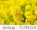 愛知県名古屋市天白区の名古屋市農業センターの菜の花畑 71783228