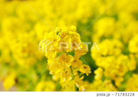 愛知県名古屋市天白区の名古屋市農業センターの菜の花畑の写真素材 愛知県名古屋市天白区の名古屋市農業センターの菜の花畑の写真素材