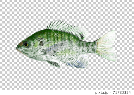 Blue Gill 71783334