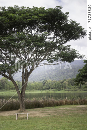 Green tree in summer field 71783380
