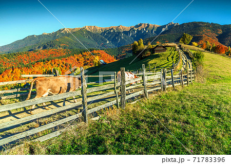 Spectacular autumn rural landscape near Bran,Transylvania,Romania,Europe 71783396
