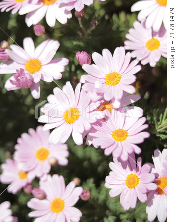 ピンク色のマーガレットの写真素材