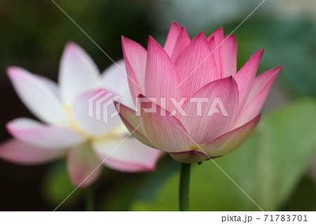 白とピンクのハスの花の写真素材