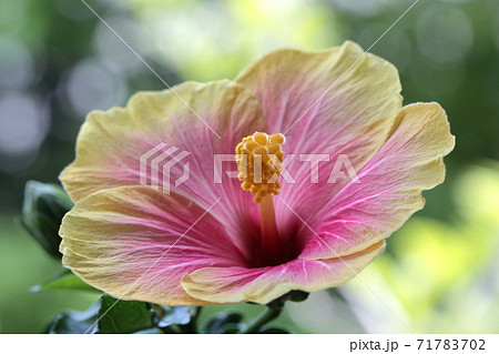 ピンクのハイビスカスの花の写真素材