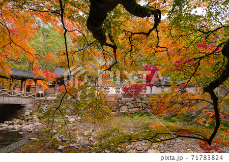 早朝の仏通寺の紅葉 71783824