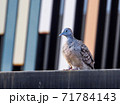 Javanese doves perched on the edge of the fence 71784143
