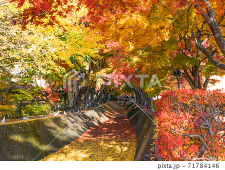 河口湖畔 もみじ回廊の紅葉 河口湖畔 もみじ回廊の紅葉 71784146