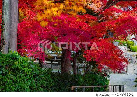 三次市鳳源寺の紅葉 三次市鳳源寺の紅葉 71784150