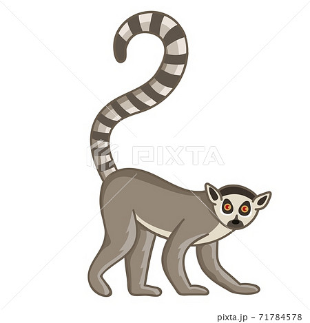 Ring-tailed lemur. Isolated wild ape 71784578
