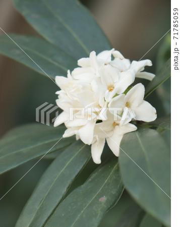 白い沈丁花 71785059