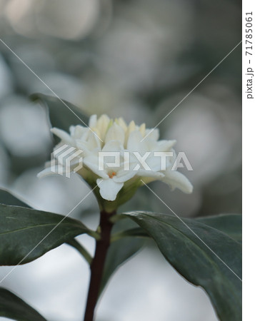 白い沈丁花 71785061