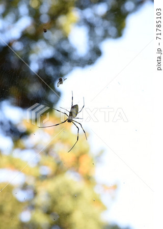 空に浮かぶ蜘蛛の写真素材