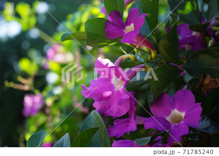 Close up photo of Bignonia flower and leaves. Purple Bignonia flowers blooming in the garden. Close up photo of Bignonia flower and leaves. Purple Bignonia flowers blooming in the garden. 71785240