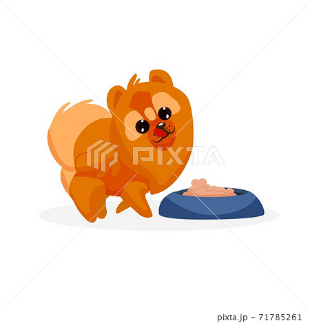 Chow chow puppy 71785261